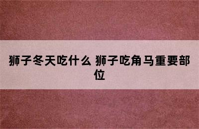 狮子冬天吃什么 狮子吃角马重要部位